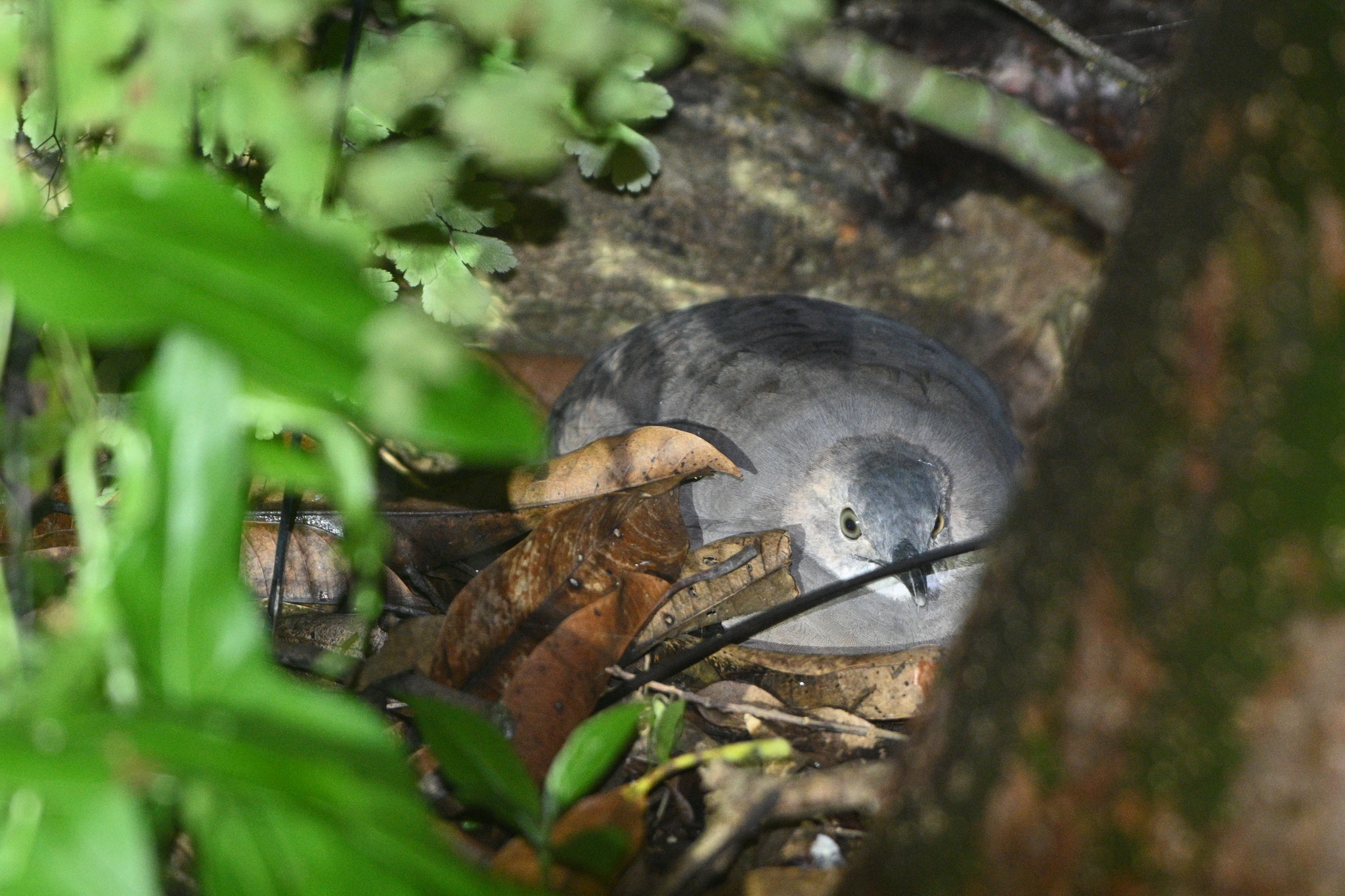 Thicket Tinamou (Crypturellus cinnamomeus), photo 4