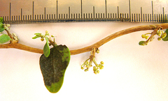 Cynanchum obtusifolium