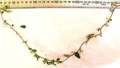 Cynanchum obtusifolium