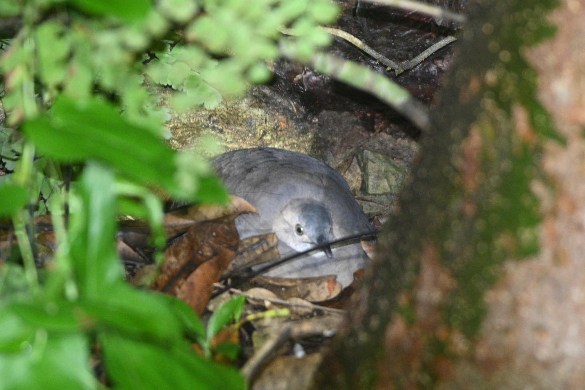 Thicket Tinamou (Crypturellus cinnamomeus), photo 5