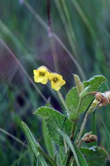 Hermannia sandersonii