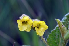 Hermannia sandersonii