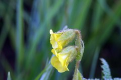 Hermannia sandersonii