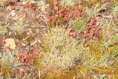 Festuca indigesta