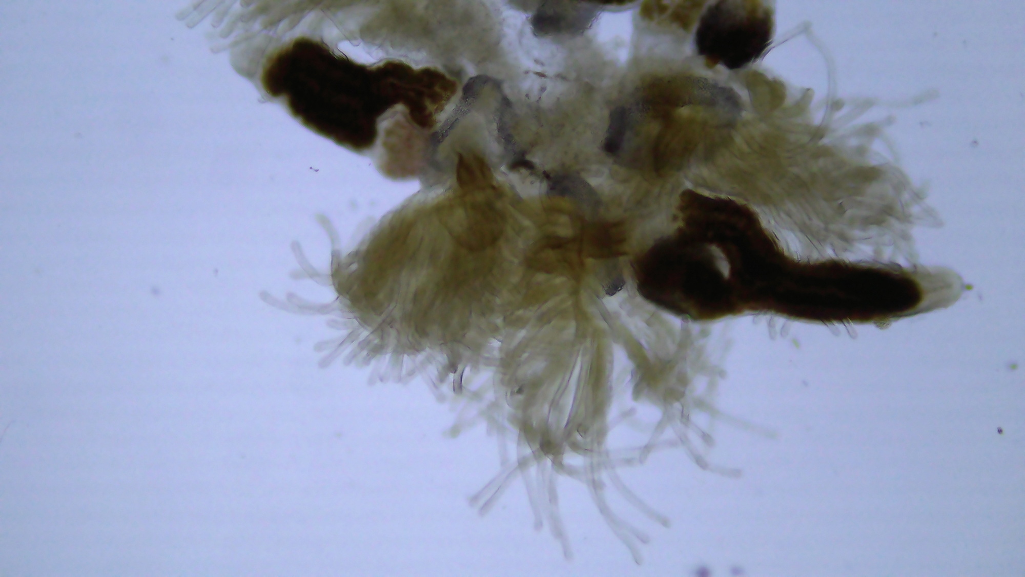 Cristatella mucedo Cuvier, 1798