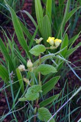 Hermannia sandersonii