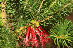 Melaleuca quadrifida