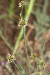 Juncus holoschoenus