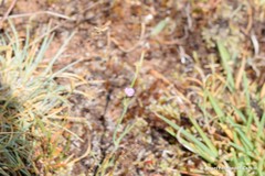 Dianthus pungens brachyanthus
