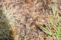 Dianthus pungens brachyanthus