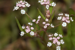 Apium prostratum prostratum