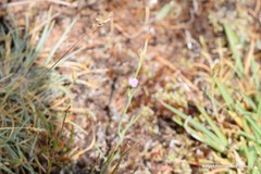Dianthus pungens brachyanthus