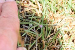 Dianthus pungens brachyanthus