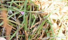 Dianthus pungens brachyanthus