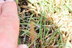 Dianthus pungens brachyanthus