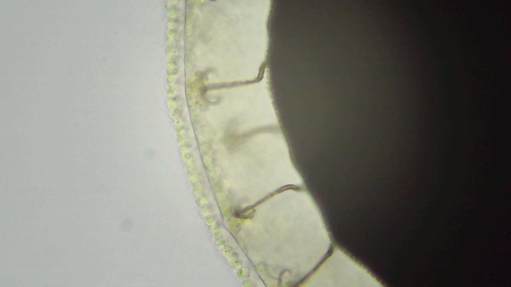 Cristatella mucedo Cuvier, 1798