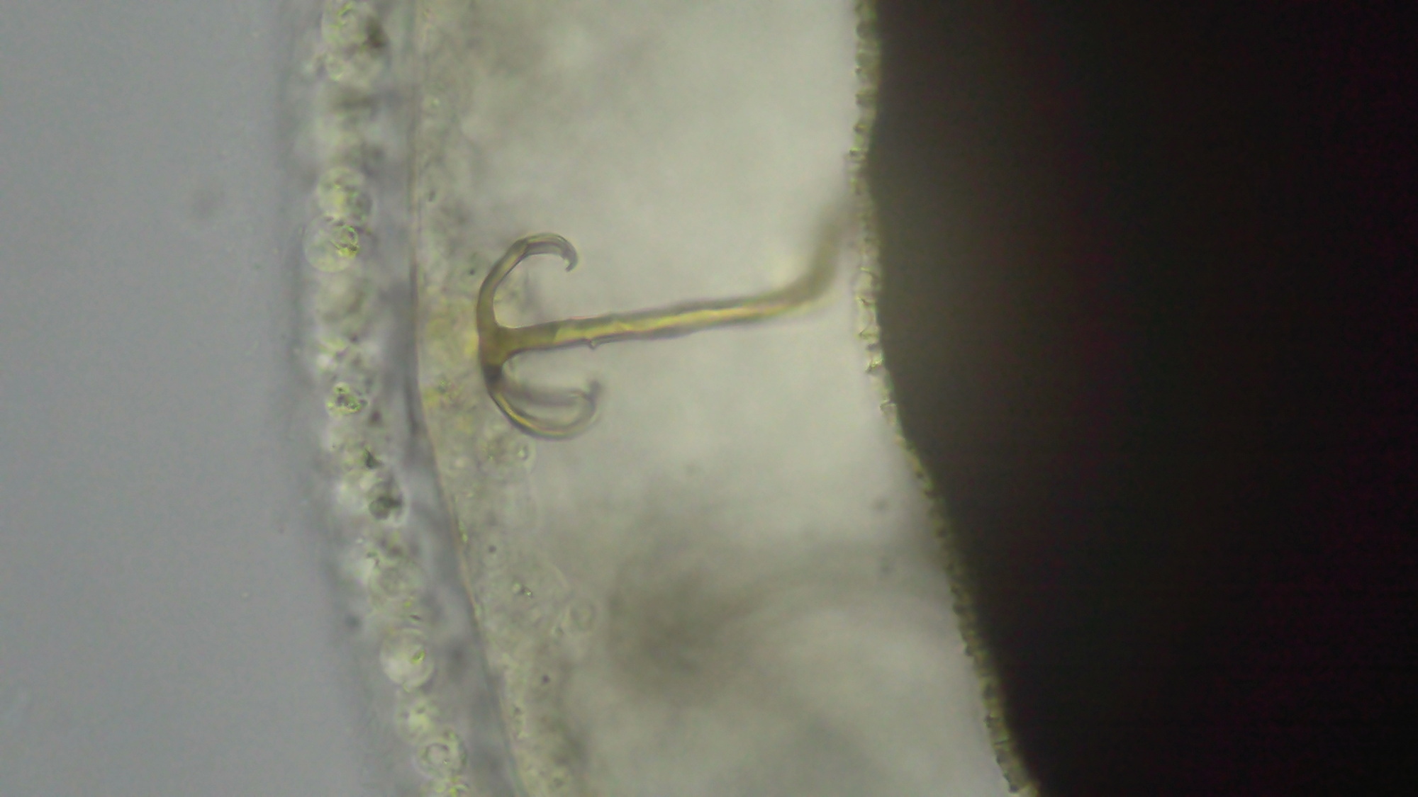 Cristatella mucedo Cuvier, 1798