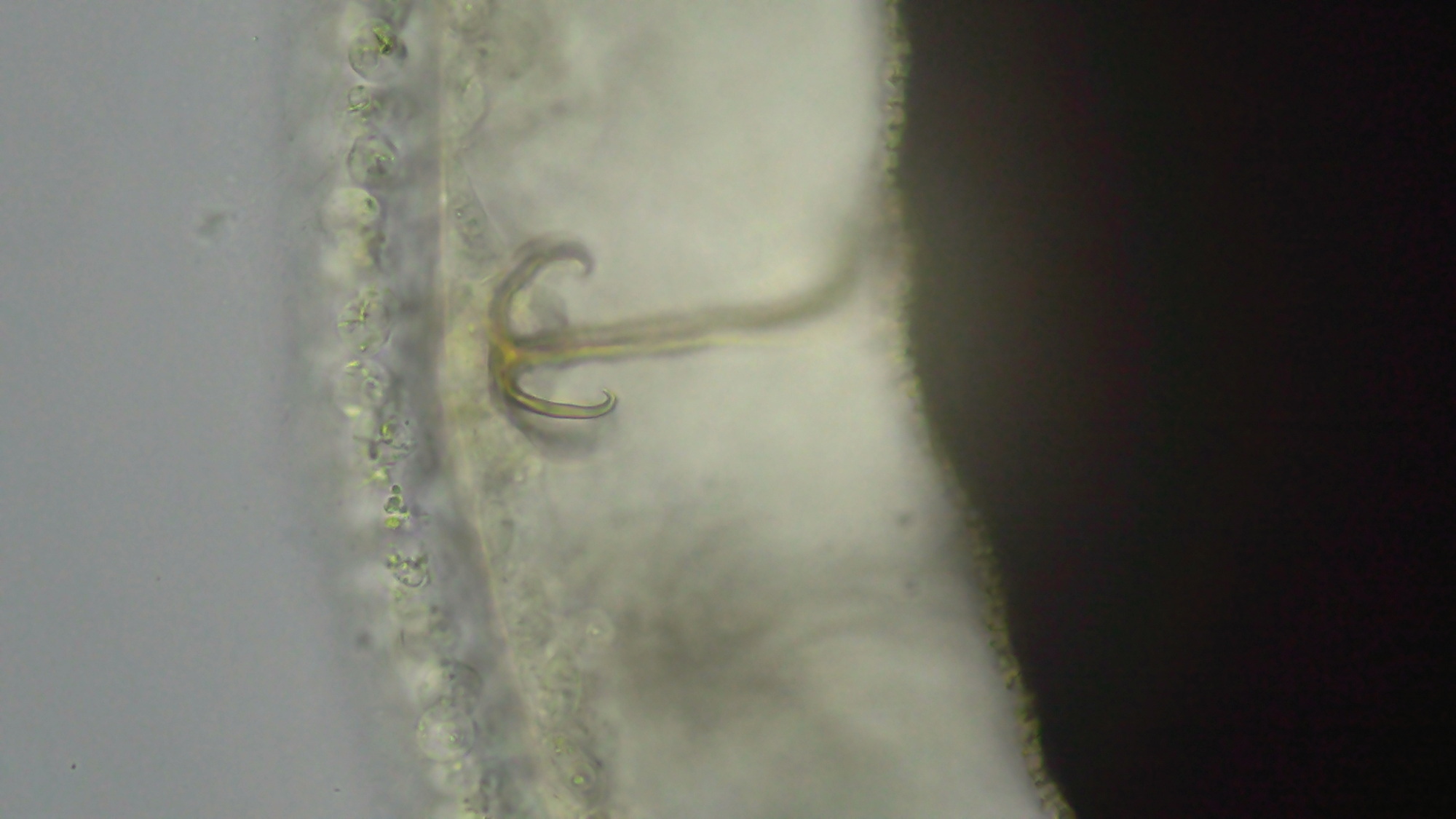 Cristatella mucedo Cuvier, 1798