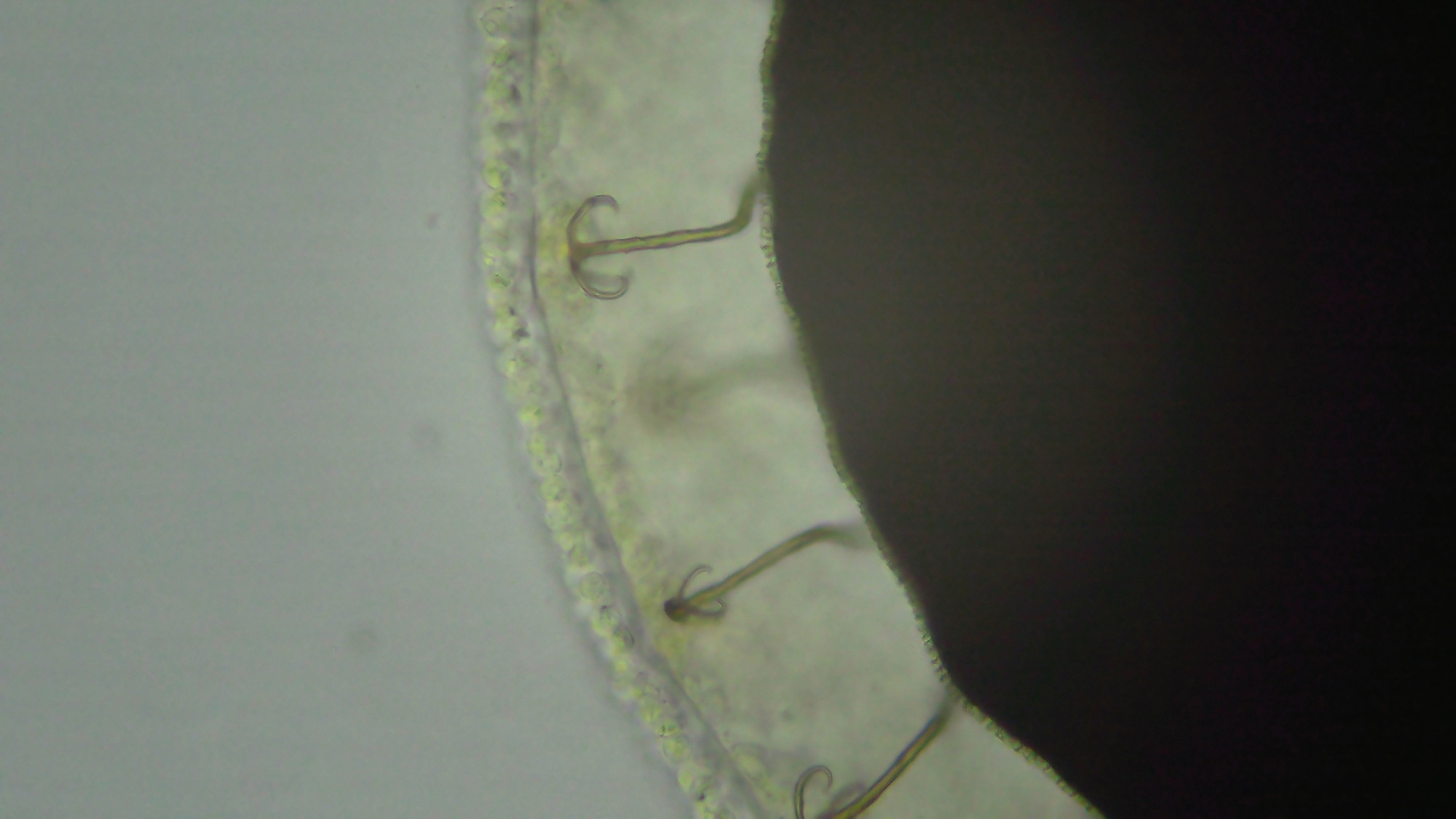Cristatella mucedo Cuvier, 1798