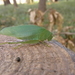 Holochlora japonica - Photo (c) urasimaru, μερικά δικαιώματα διατηρούνται (CC BY-SA)