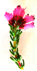 Erica dispar