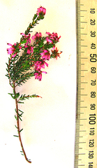 Erica dispar
