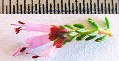 Erica dispar