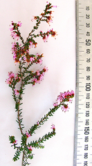 Erica dispar