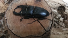 Dorcus hopei binodulosus