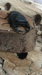 Dorcus hopei binodulosus