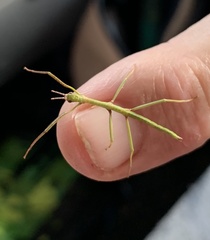 Phasmatinae
