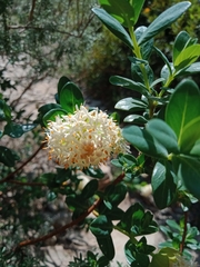 Pimelea ligustrina