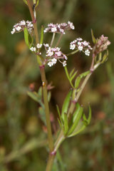 Apium prostratum prostratum