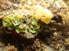 Dictyosphaeria sericea