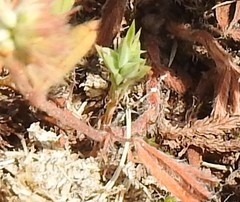 Gentiana cruciata