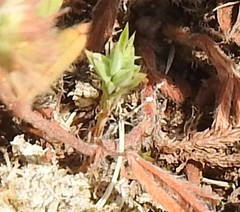 Gentiana cruciata
