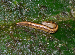 Stemmiulidae