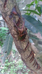 Cyclommatus metallifer