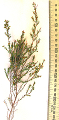 Cape Heath (Erica axillaris)