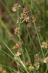 Juncus holoschoenus