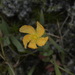 Hypericum involutum - Photo (c) Pat Enright, some rights reserved (CC BY-NC), uploaded by Pat Enright