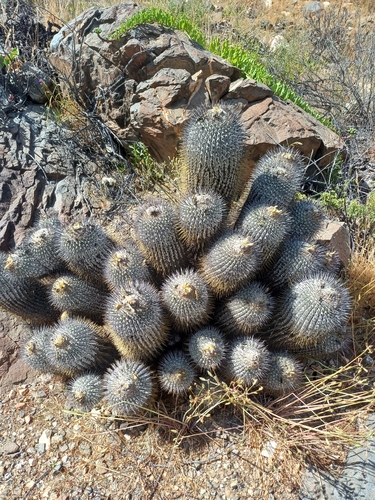 Copiapoa malletiana
