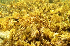 Cystophora