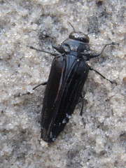 Belionota