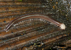 Stemmiulidae