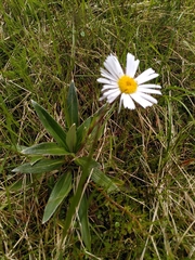 Celmisia verbascifolia