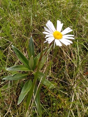 Celmisia verbascifolia