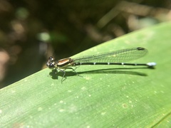 Argia oculata