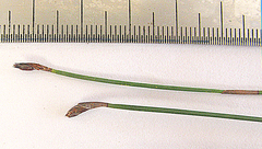 Hypodiscus procurrens