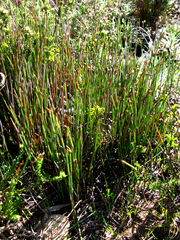 Hypodiscus procurrens